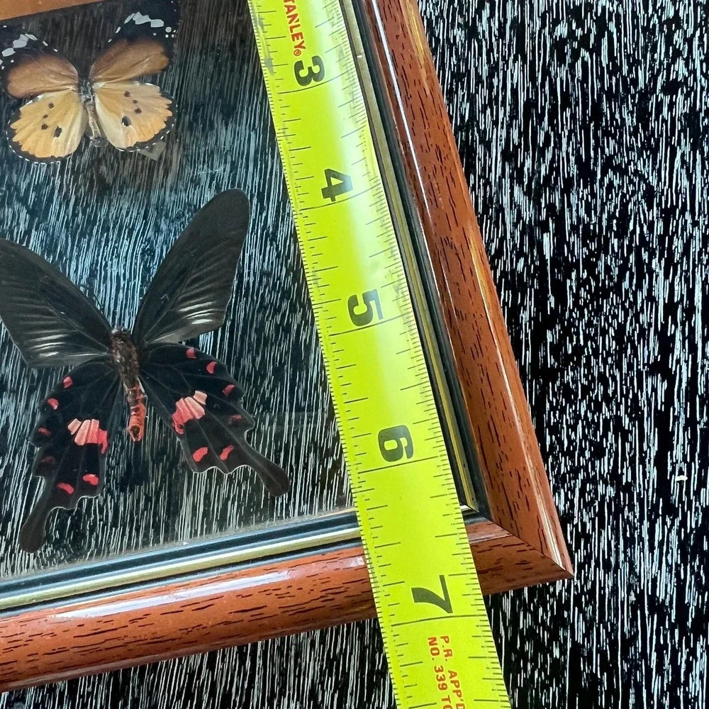 Vintage butterflies framed in shadow box